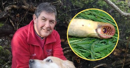 Zaskakujące odkrycie w wodach Walii. Wygląda jak potwór z horroru
