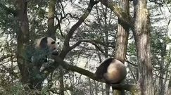 Walka dzikich pand. Niezwykle rzadkie nagranie