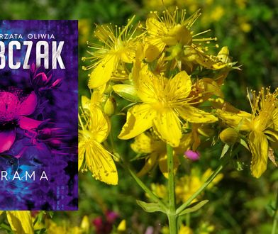 Szrama: Nowa powieść Małgorzaty Oliwii Sobczak już 14 czerwca