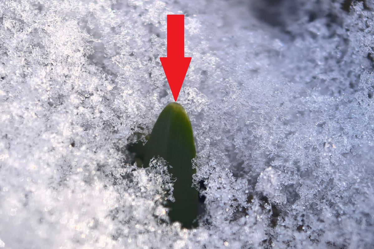 Leśnik chwycił za telefon. Pojawiła się w polskim lesie