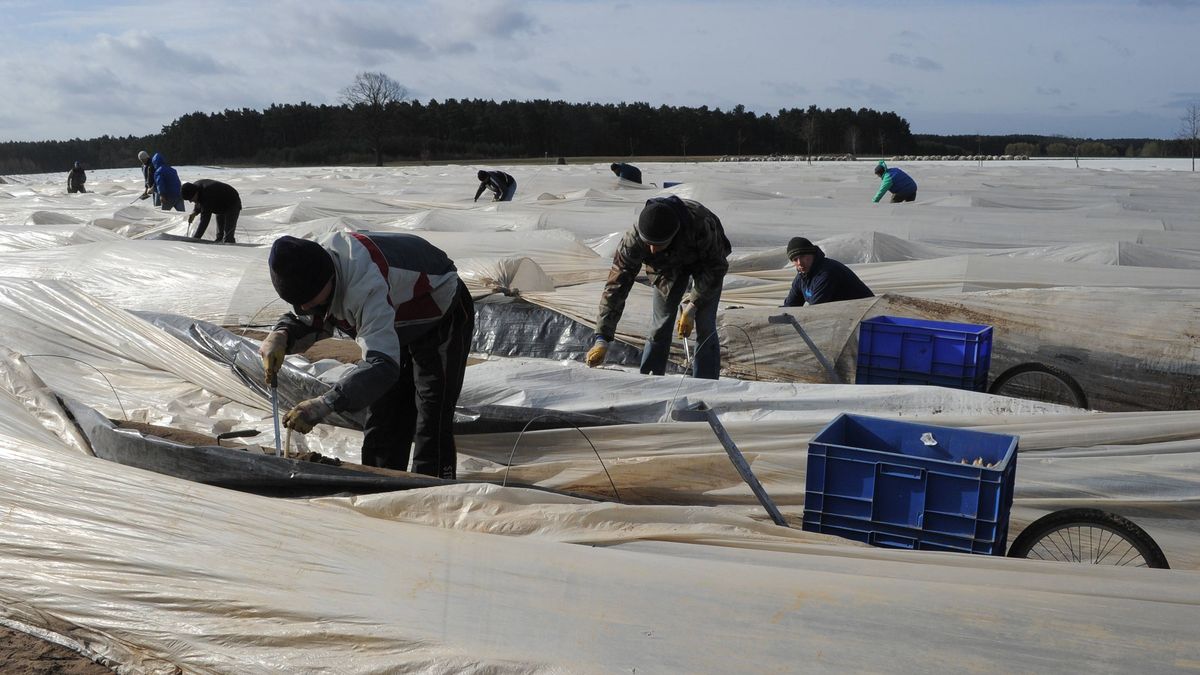 Plantacja szparagów w Niemczech