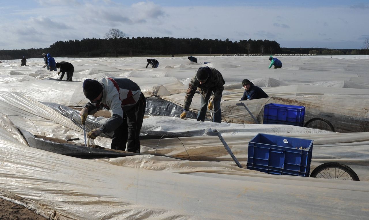 Ukraińcy kręcą nosem na polskie stawki. W Niemczech pracę znajdą jednak tylko nieliczni