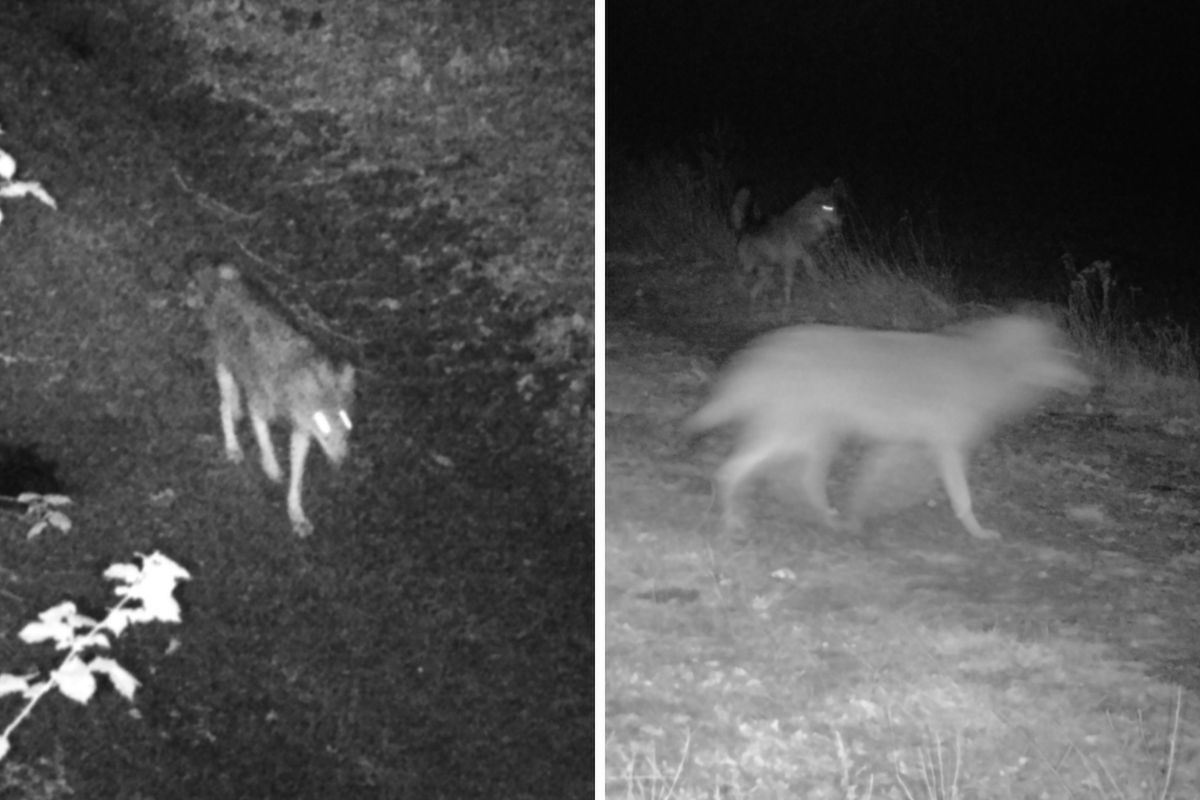 "Nocni łowcy" w obiektywie fotopułapki