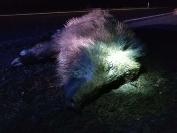 Nałęczów: Honda zderzyła się ze stadem dzików