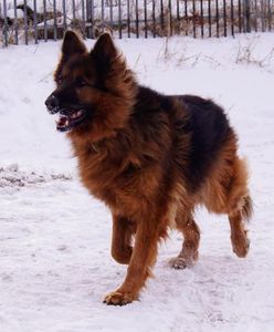 Oława. Wyjątkowy pies poszukuje domu. Otis to bohater kalendarza