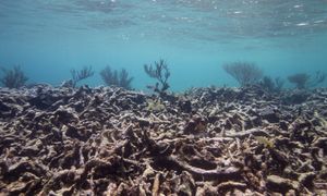 Teraz umierają. Ich globalny wpływ to 9,8 bliona dolarów