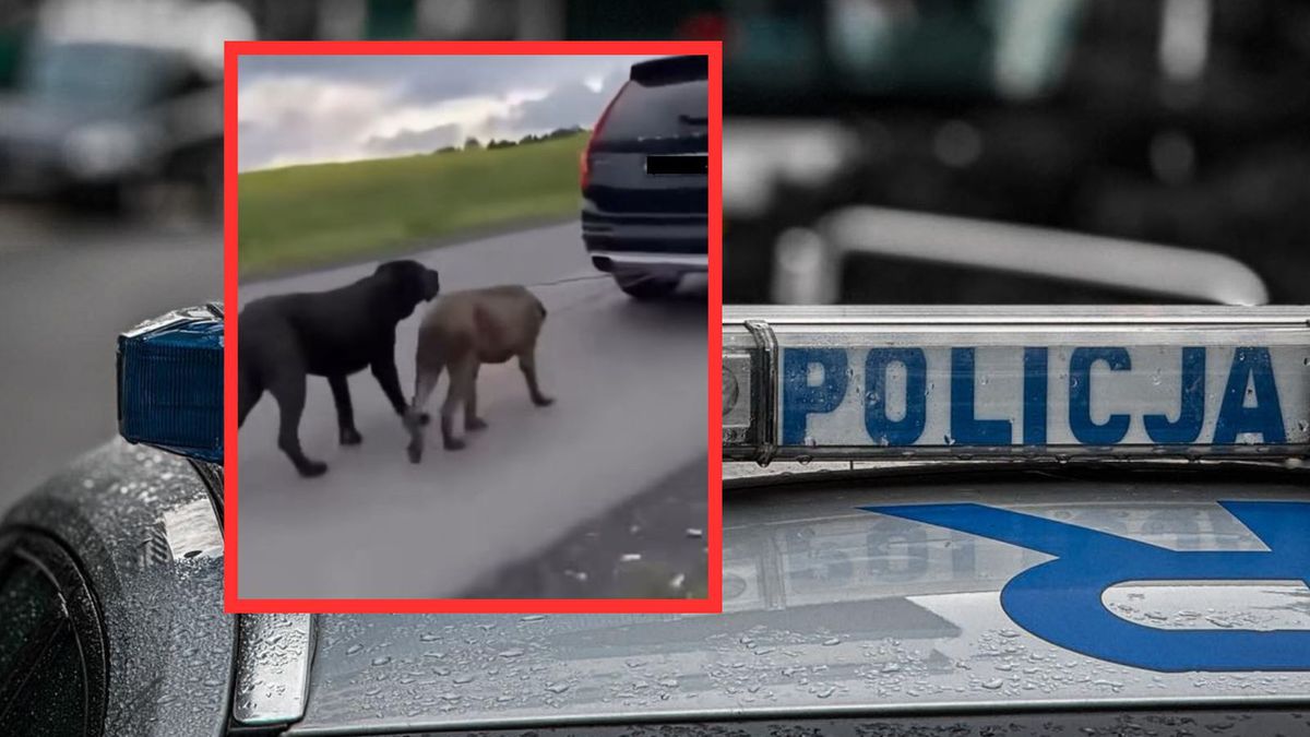 Ciągnął psy za autem. Policja tłumaczy zachowanie kierowcy