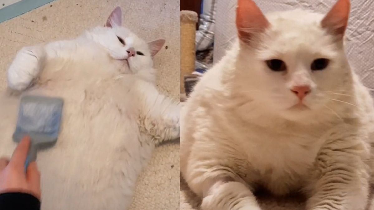 Kot łakomczuch porzucony w schronisku