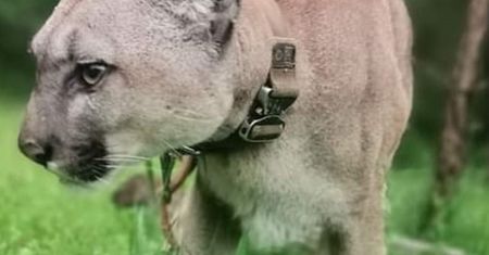 Ogrodzieniec. Puma jest już bezpieczna. Ale to nie koniec tej historii