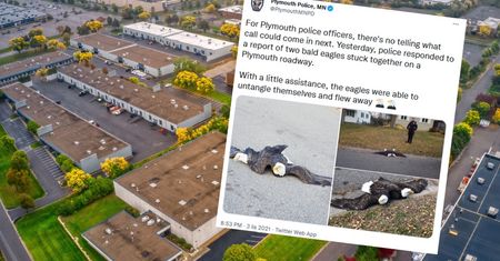 Ptaki spadły na ulicę. Okazało się, że są złączone