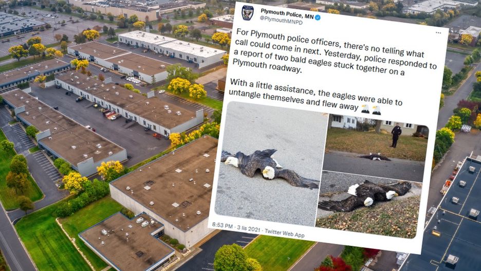Zdjęcia splątanych orłów na ulicy w stanie Minnesota obiegły internet