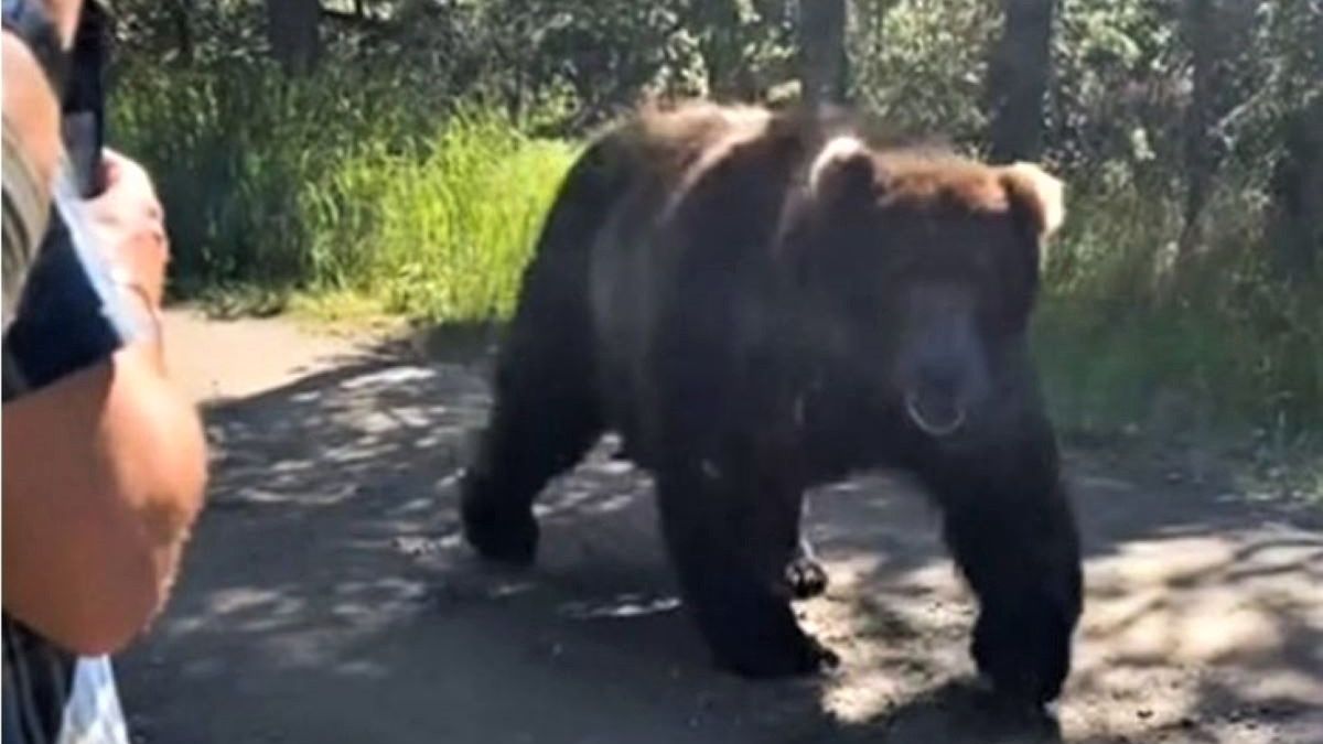 Mężczyzna uspokoił niedźwiedzia grizzly