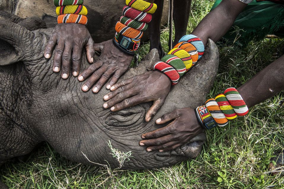 Drugie miejsce w kategorii - natura, zdjęcie pojedyncze w konkursie WPP 2015 zostało przyznane za zdjęcie grupy wojowników Samburu, którzy po raz pierwszy w życiu spotkali nosorożca.