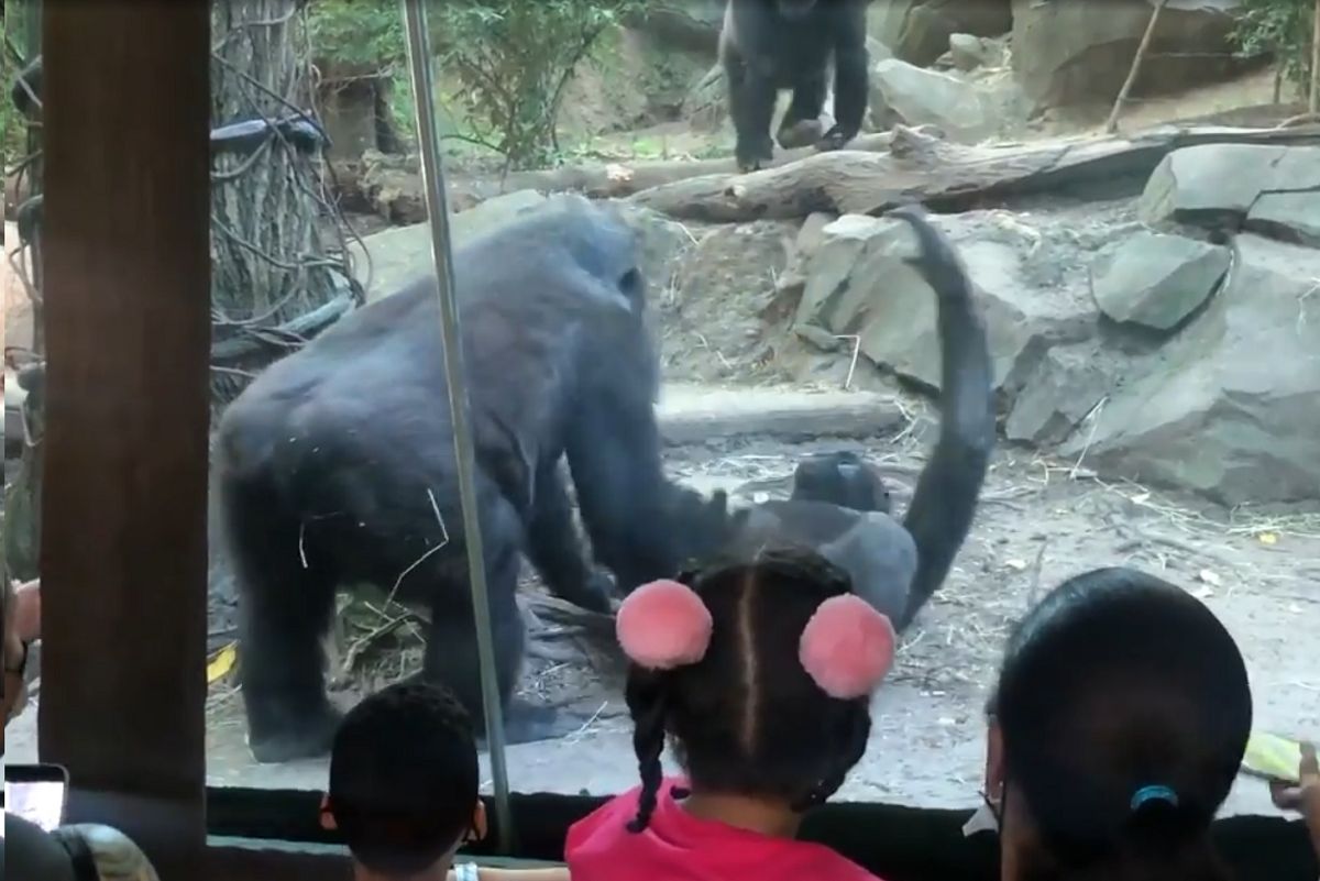 Tak goryle bawiły się w zoo. Rodzice musieli odsunąć dzieci