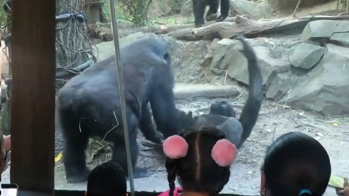 Goryle bawili się w zoo 