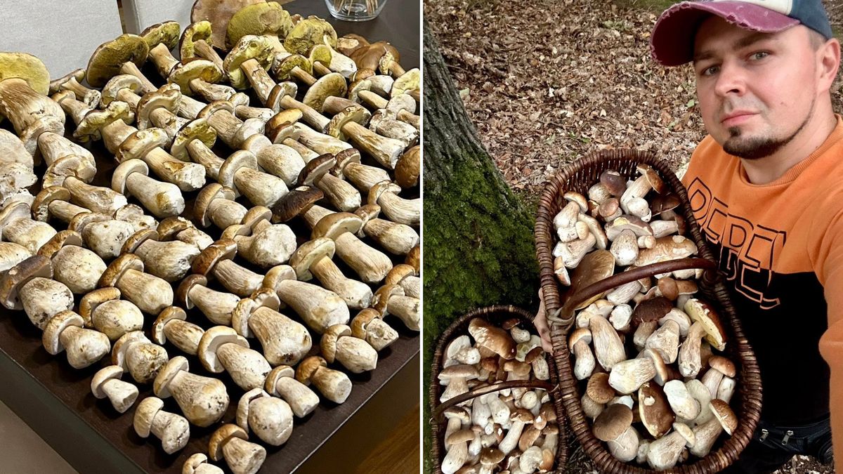 Imponujący efekt grzybobrania.