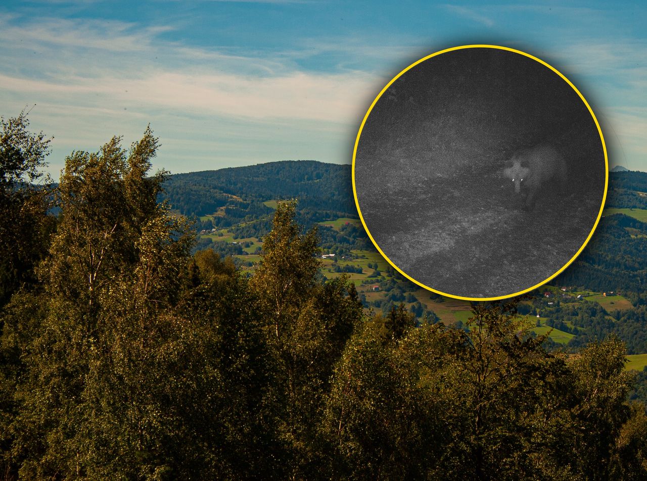 Pokazali zdjęcie z fotopułapki. "Podążają za każdą nutką zapachu padliny"