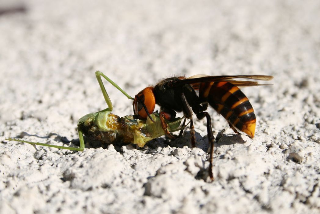 Mordercze szerszenie mogą szybko rozprzestrzeniać się w zachodniej części Ameryki Północnej.