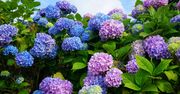 Koniecznie wykonaj w marcu. Hortensje urosną jak szalone