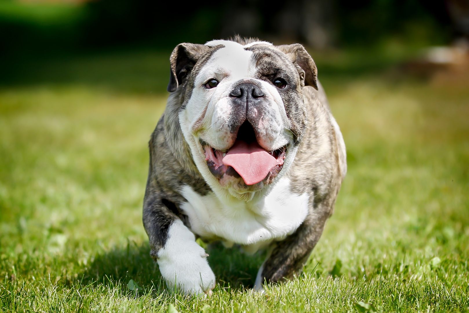 Buldog angielski
