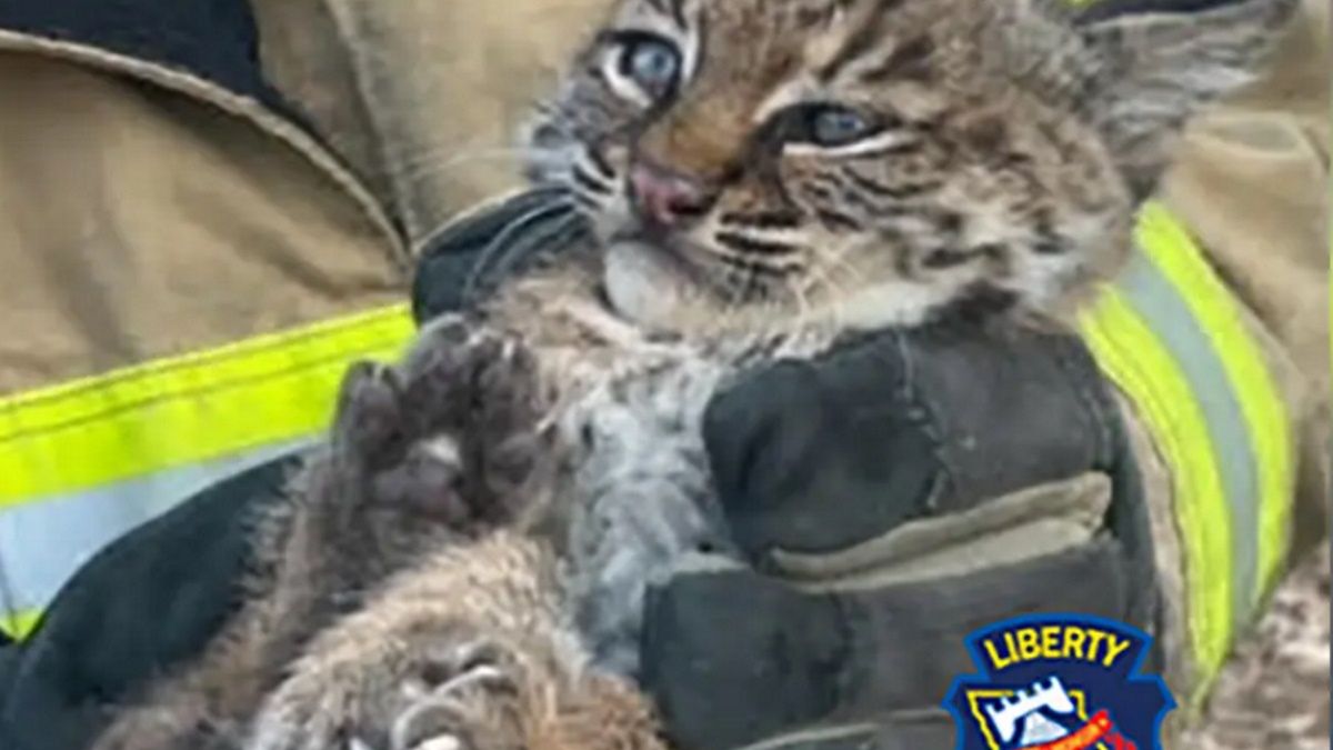 Myślała, że stała się właścicielką kota. Prawda okazała się szokująca