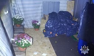 Ukradli chryzantemy. Grozi im 5 lat więzienia