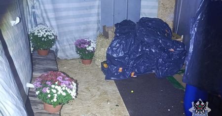 Ukradli chryzantemy. Grozi im 5 lat więzienia