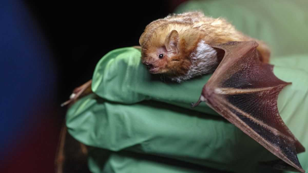 Naukowcy poszukują zwierzęcego nosiciela kolejnego śmiertelnego wirusa