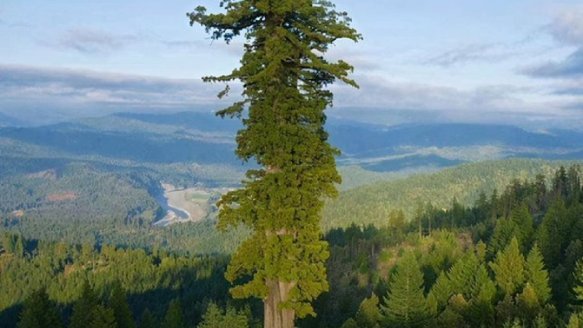 Hyperion góruje nad pozostałymi drzewami w parku