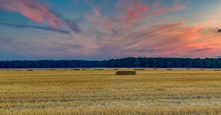 Dromadery już w Krępsku i Herburtowie. Strażnicy lasów powrócili