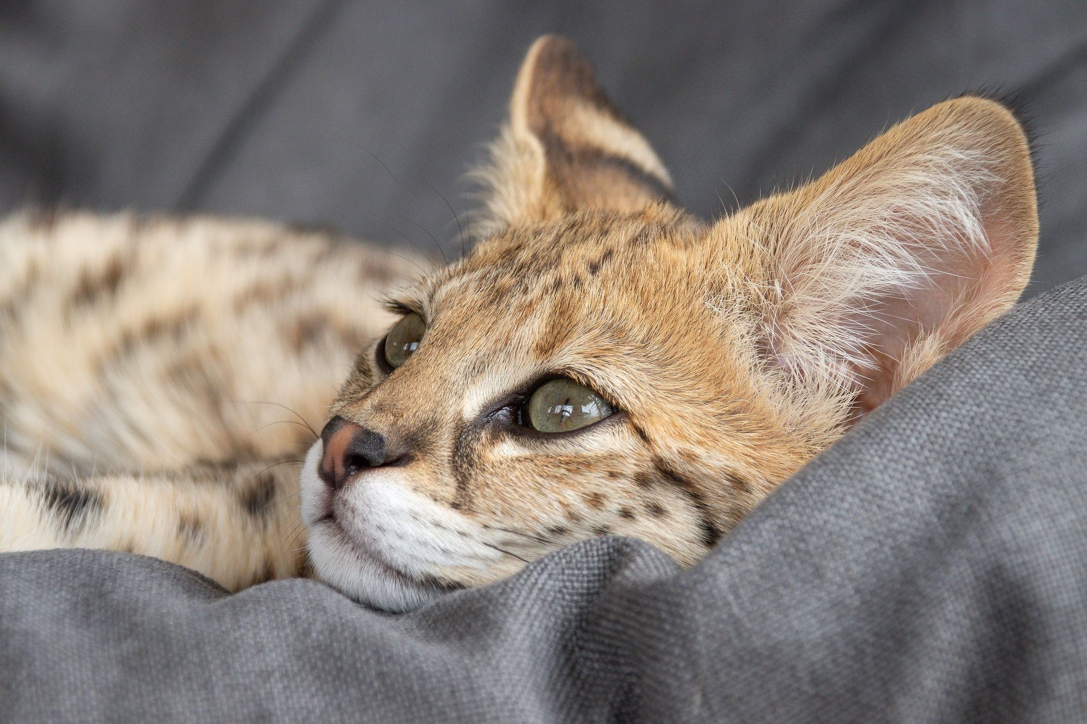 F1 hp Savannah purebred cat kitten peacefully sleeping on a cozy hanging chair. This exotic feline with a wild appearance is captured mid-nap, showcasing its spotted coat and elegant posture. Perfect for projects related to animals, relaxation, or feline exoticism.
F1 Savannah, Indoor, Savannah cat, animal, animal portrait, beautiful, calm, cat, closeup, cute cat, domestic cat, exotic, exotic animal, exotic cat, feline, hanging chair, hybrid cat, kitten, luxury pet, mamma, nap time, pet, purebred, relax, relaxed cat, serval, sleeping cat, soft blanket, spotted cat, sunlight, wild cat, animal, animal portrait, beautiful, calm, cat, closeup, cute cat, domestic cat, exotic, exotic animal, exotic cat, f1 savannah, feline, hanging chair, hybrid cat, indoor, kitten, luxury pet, mamma, nap time, pet, purebred, relax, relaxed cat, savannah cat, serval, sleeping cat, soft blanket, spotted cat, sunlight, wild cat