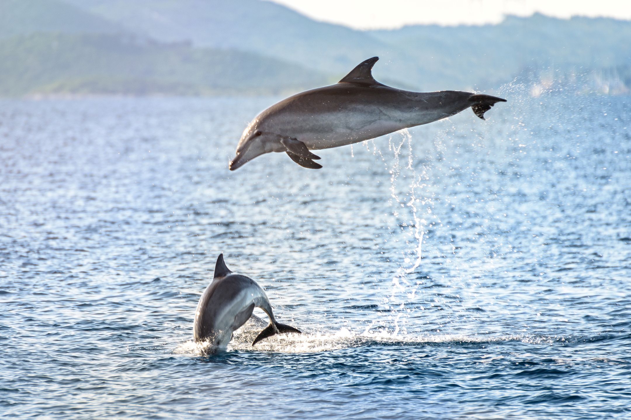 Przy odrobinie szczęścia w wodach Adriatyku można zobaczyć delfiny 