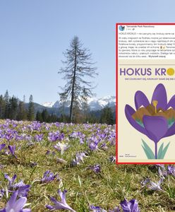 Krokusy w Tatrach. Wraz z kwiatami pojawiły się ostrzeżenia