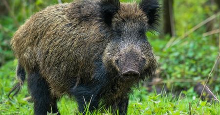 Czujesz w lesie zapach przyprawy do zup? Nie wydaje ci się, lepiej zawróć