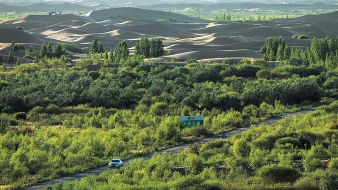 50 lat sadzenia drzew zmieniło klimat kraju. I to dosłownie