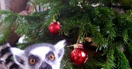 Warszawskie Zoo organizuje świąteczną zbiórkę. Możesz podarować prezent dla zwierzaków