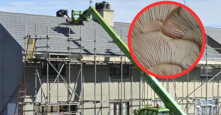 Grzyby zamiast betonu? Naukowcy u progu rewolucji w budownictwie