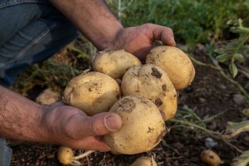 4 grosze za 1 kg. Rolnik sfrustrowany. "Oddawanie za darmo"