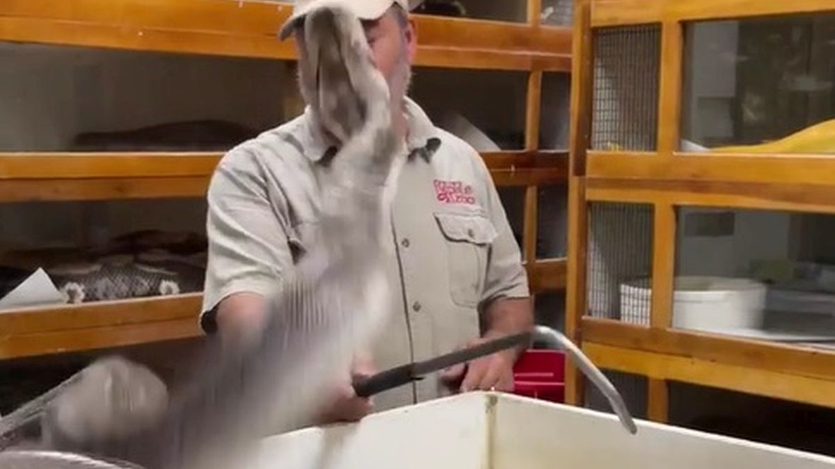 Pyton zaatakował pracownika zoo.