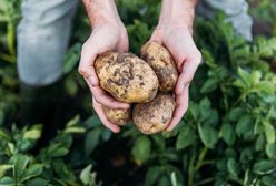 Dramatyczna sytuacja na rynku ziemniaków. "Są sprzedawane za bezcen"