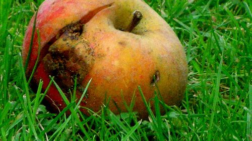 Apple wyśmiane w telewizji, blogerzy zapowiadają pozwy? 1