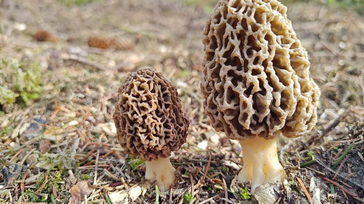 Smardze to jedne z pierwszych grzybów jakie zobaczymy w lesie po