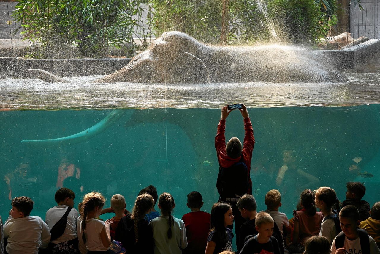 Łódź: Słoń Taru z zoo nadal na rekonwalescencji po operacji