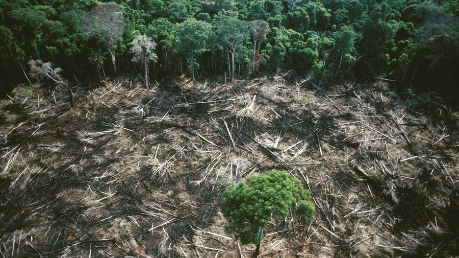 Wylesianie Amazonii