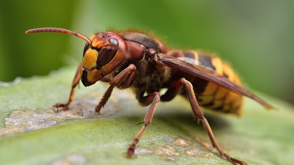 DGGF
hornisse, vespa crabro, stachel, gefahr, stechen, insekt, faltenwespe, gefährlich, ocellen
