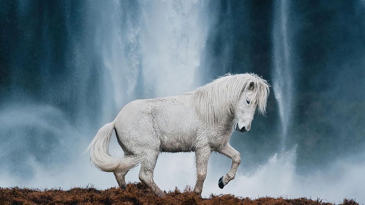 Dzikie, wolne i spokojne. Takie są islandzkie konie w obiektywie Donala Boyda 1