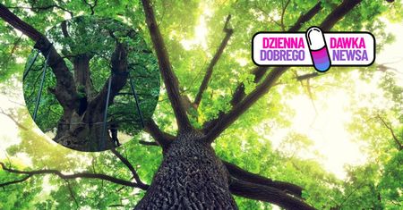Ma 800 lat. Teraz może pomóc innym drzewom