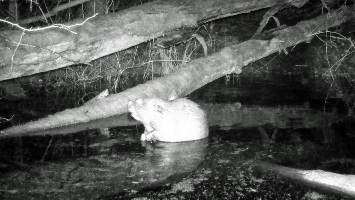 Sprzeciw wobec odstrzału bobrów