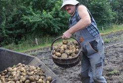 Ceny ziemniaków spadają