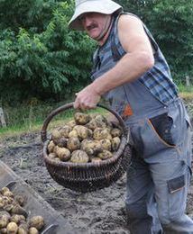 Ceny ziemniaków spadają